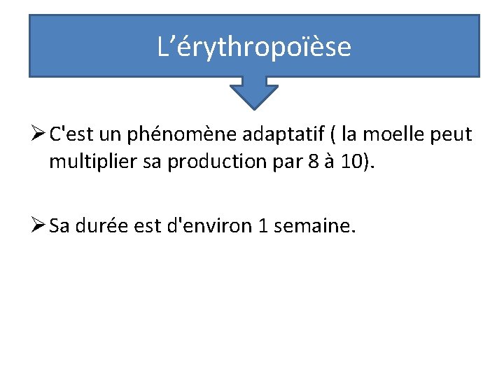 L’érythropoïèse Ø C'est un phénomène adaptatif ( la moelle peut multiplier sa production par L’érythropoïèse Ø C'est un phénomène adaptatif ( la moelle peut multiplier sa production par