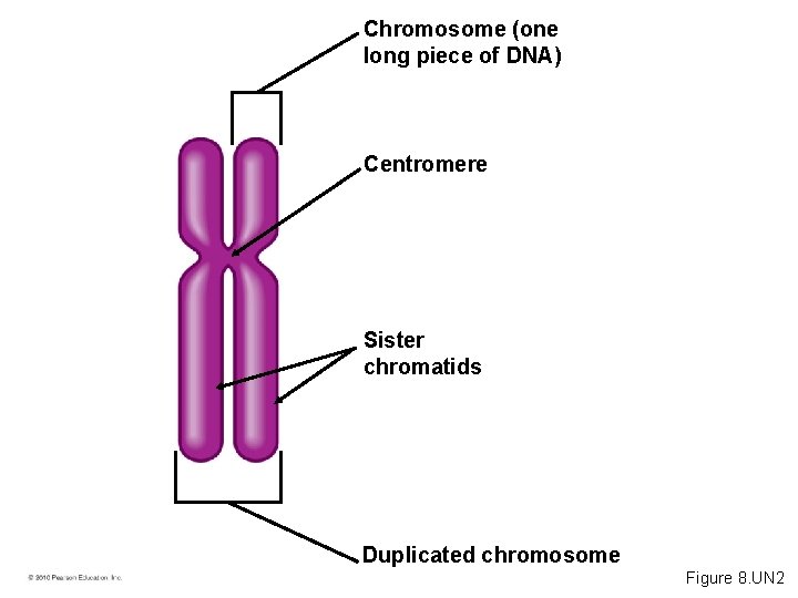 Chromosome (one long piece of DNA) Centromere Sister chromatids Duplicated chromosome Figure 8. UN