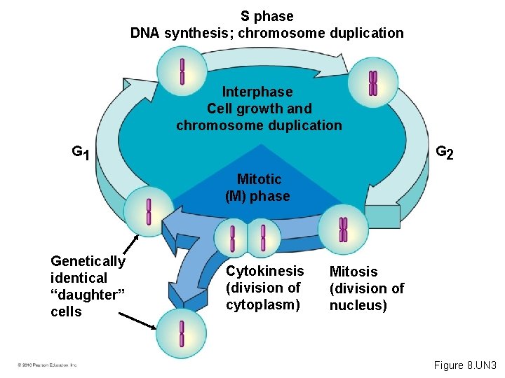 S phase DNA synthesis; chromosome duplication Interphase Cell growth and chromosome duplication G 2