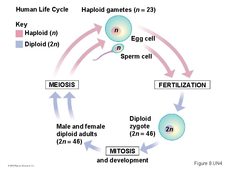 Human Life Cycle Haploid gametes (n 23) Key Haploid (n) n Egg cell Diploid