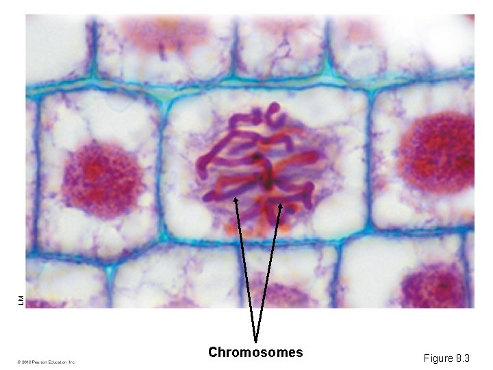 LM Chromosomes Figure 8. 3 