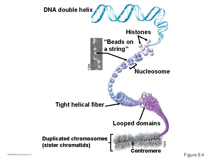 DNA double helix Histones TEM “Beads on a string” Nucleosome Tight helical fiber Duplicated