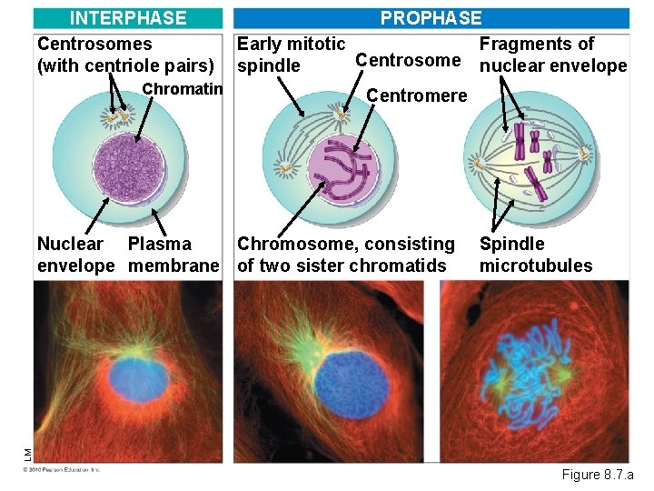 INTERPHASE Centrosomes (with centriole pairs) Chromatin PROPHASE Fragments of Early mitotic Centrosome nuclear envelope
