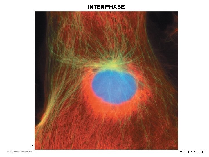 LM INTERPHASE Figure 8. 7. ab 