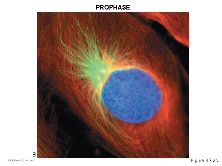 LM PROPHASE Figure 8. 7. ac 