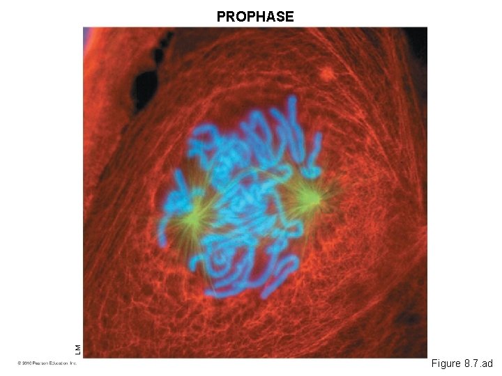 LM PROPHASE Figure 8. 7. ad 