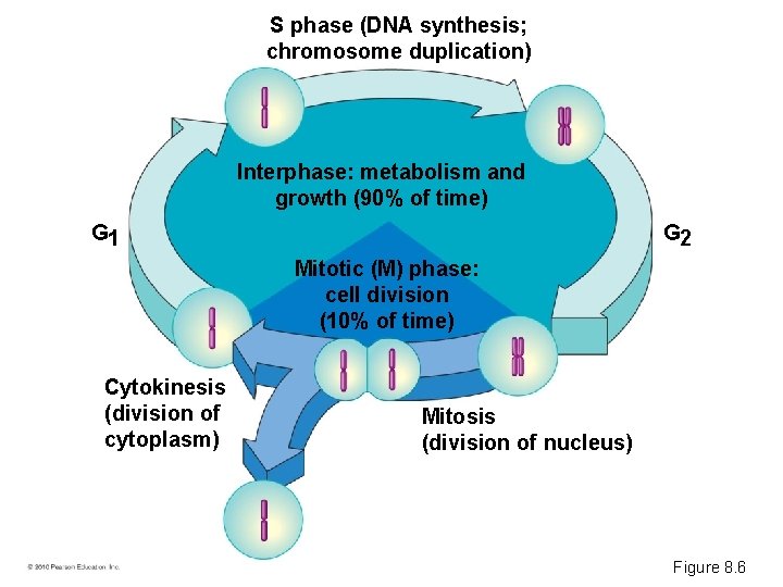 S phase (DNA synthesis; chromosome duplication) Interphase: metabolism and growth (90% of time) G