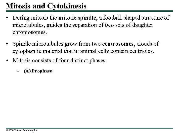 Mitosis and Cytokinesis • During mitosis the mitotic spindle, a football-shaped structure of microtubules,