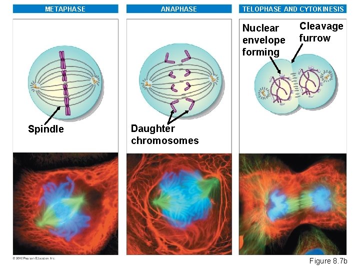 METAPHASE ANAPHASE TELOPHASE AND CYTOKINESIS Nuclear envelope forming Spindle Cleavage furrow Daughter chromosomes Figure