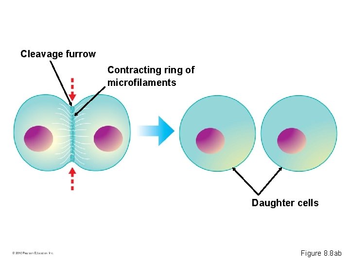 Cleavage furrow Contracting ring of microfilaments Daughter cells Figure 8. 8 ab 
