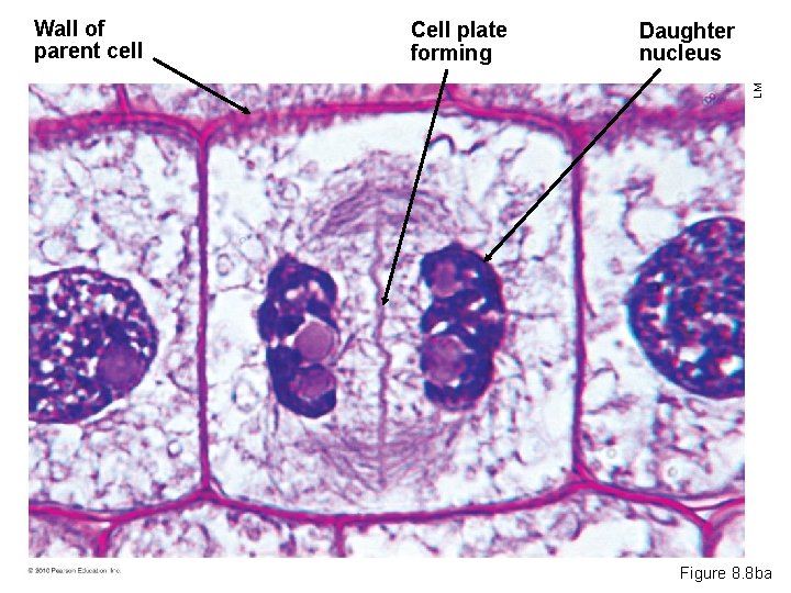 Cell plate forming Daughter nucleus LM Wall of parent cell Figure 8. 8 ba