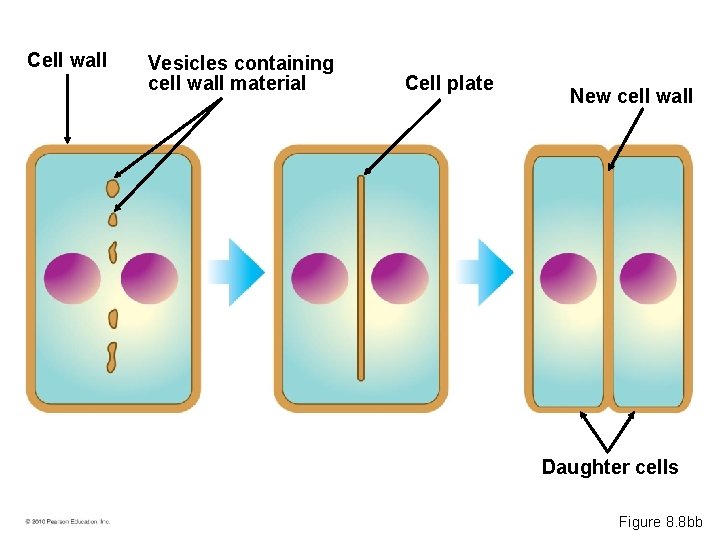 Cell wall Vesicles containing cell wall material Cell plate New cell wall Daughter cells