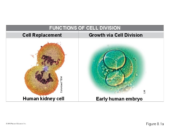Human kidney cell LM Colorized TEM FUNCTIONS OF CELL DIVISION Cell Replacement Growth via