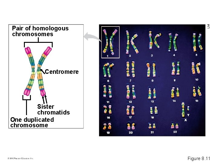 LM Pair of homologous chromosomes Centromere Sister chromatids One duplicated chromosome Figure 8. 11