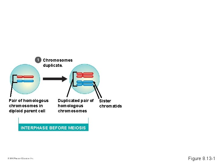 Chromosomes duplicate. Pair of homologous chromosomes in diploid parent cell Duplicated pair of homologous