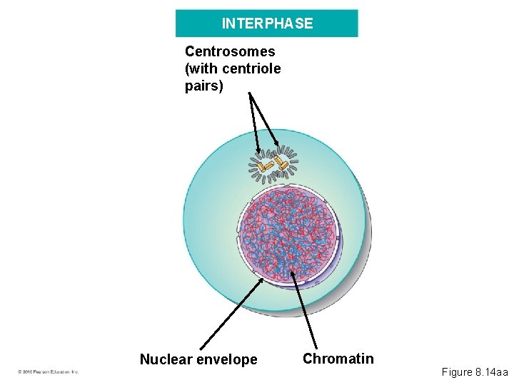 INTERPHASE Centrosomes (with centriole pairs) Nuclear envelope Chromatin Figure 8. 14 aa 