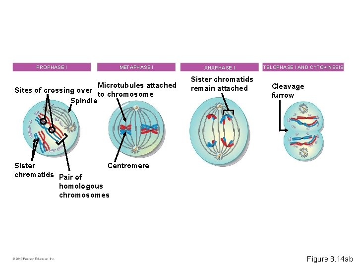 PROPHASE I METAPHASE I Microtubules attached Sites of crossing over to chromosome Spindle ANAPHASE