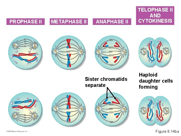 PROPHASE II ANAPHASE II TELOPHASE II AND CYTOKINESIS Sister chromatids separate Haploid daughter cells
