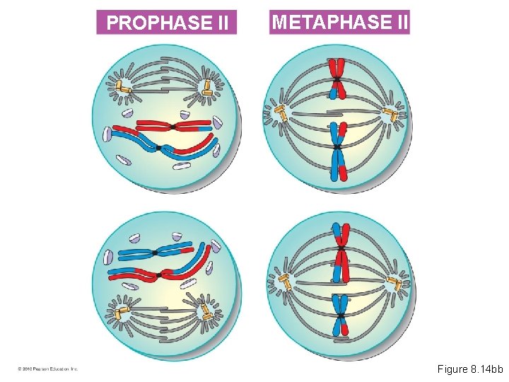 PROPHASE II METAPHASE II Figure 8. 14 bb 