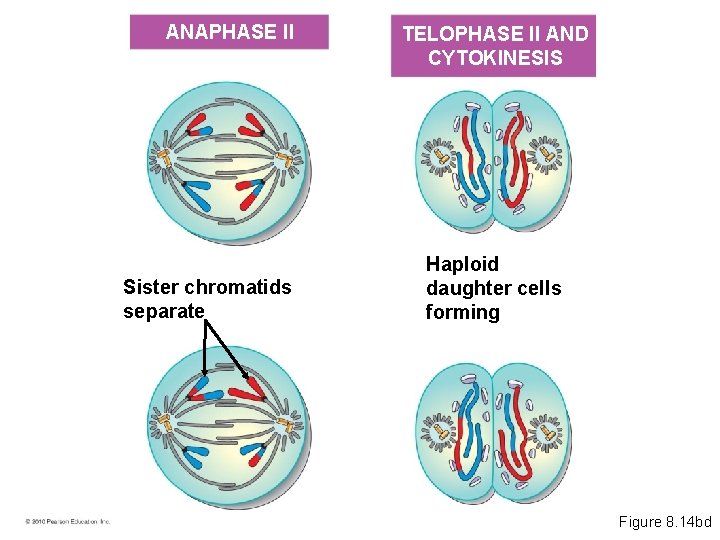 ANAPHASE II Sister chromatids separate TELOPHASE II AND CYTOKINESIS Haploid daughter cells forming Figure