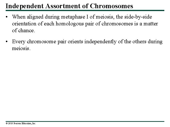 Independent Assortment of Chromosomes • When aligned during metaphase I of meiosis, the side-by-side