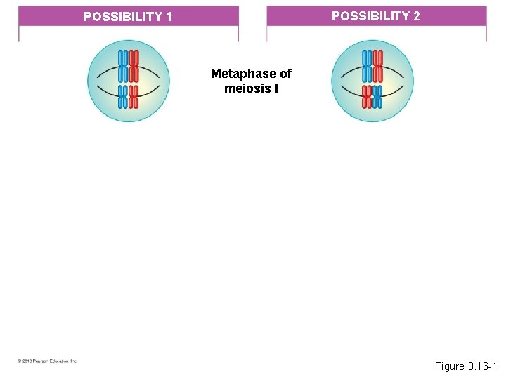 POSSIBILITY 2 POSSIBILITY 1 Metaphase of meiosis I Figure 8. 16 -1 