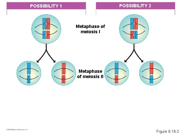 POSSIBILITY 2 POSSIBILITY 1 Metaphase of meiosis II Figure 8. 16 -2 