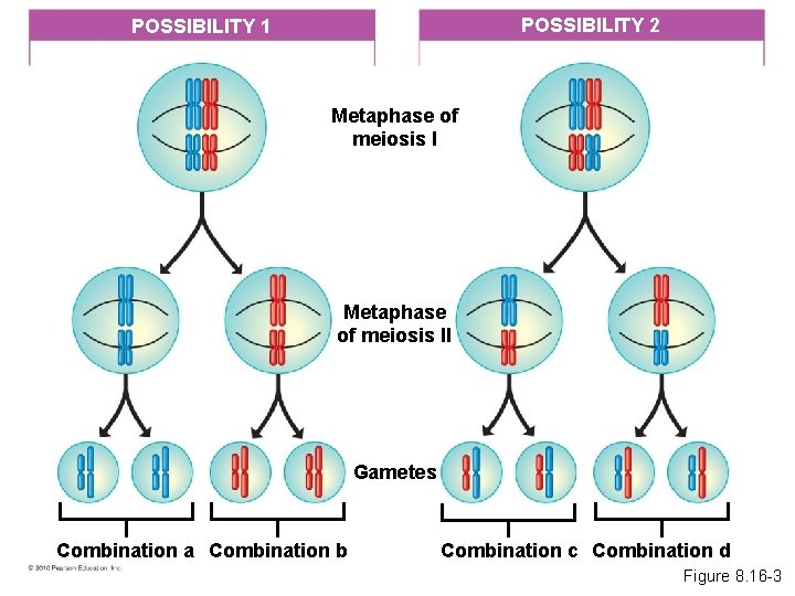 POSSIBILITY 2 POSSIBILITY 1 Metaphase of meiosis II Gametes Combination a Combination b Combination