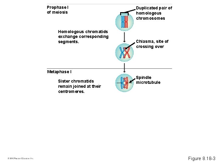 Prophase I of meiosis Homologous chromatids exchange corresponding segments. Duplicated pair of homologous chromosomes