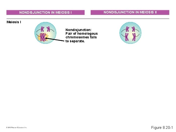 NONDISJUNCTION IN MEIOSIS II Meiosis I Nondisjunction: Pair of homologous chromosomes fails to separate.