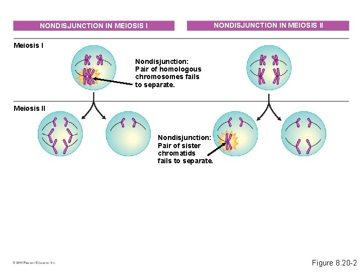 NONDISJUNCTION IN MEIOSIS II NONDISJUNCTION IN MEIOSIS I Meiosis I Nondisjunction: Pair of homologous