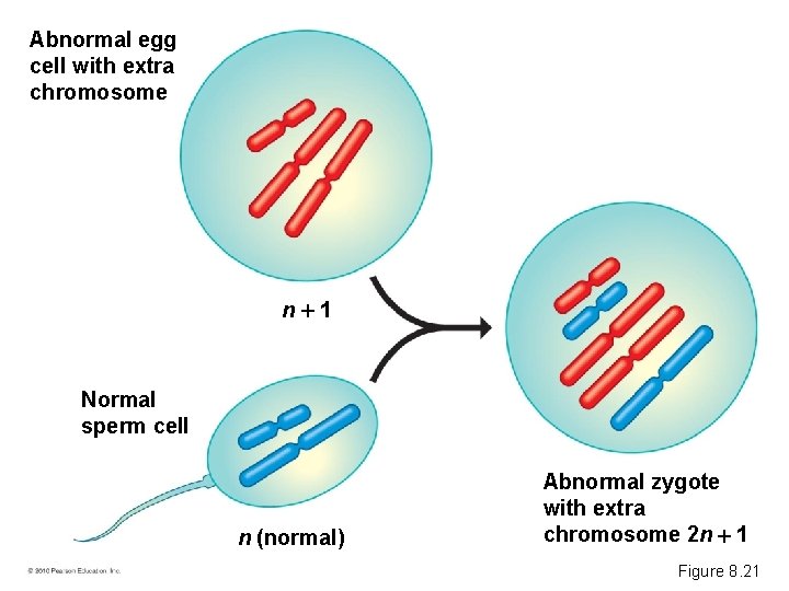 Abnormal egg cell with extra chromosome n 1 Normal sperm cell n (normal) Abnormal