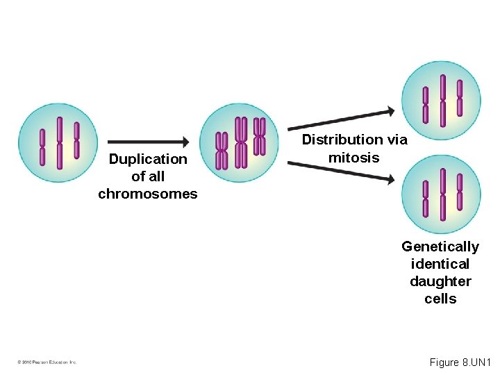Duplication of all chromosomes Distribution via mitosis Genetically identical daughter cells Figure 8. UN