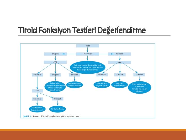 Tiroid Fonksiyon Testleri Değerlendirme 