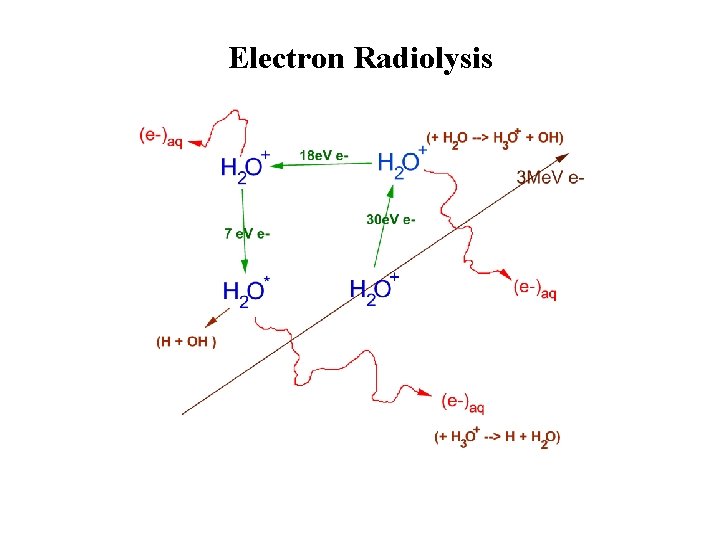 Electron Radiolysis 