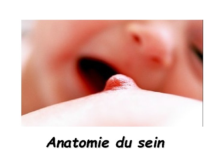 Anatomie du sein 