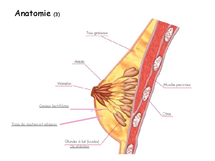 Anatomie (3) Canaux lactifères Tissu de soutien et adipeux Ou alvéoles 