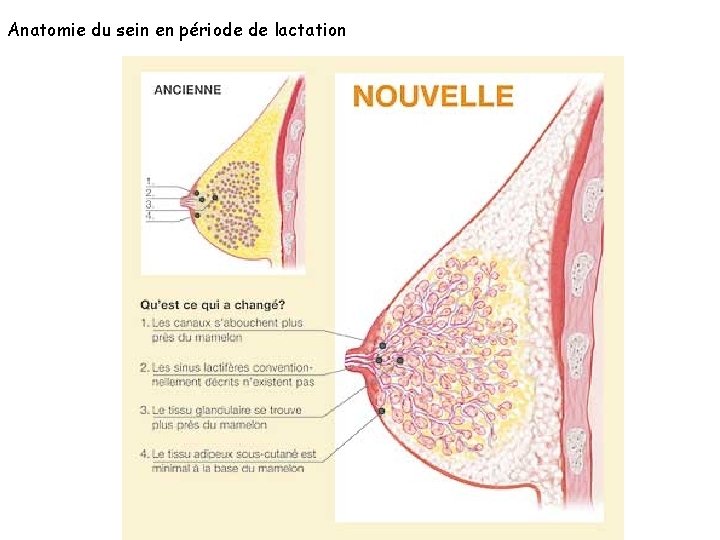 Anatomie du sein en période de lactation 