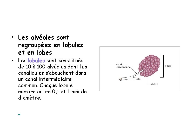  • Les alvéoles sont regroupées en lobules et en lobes • Les lobules