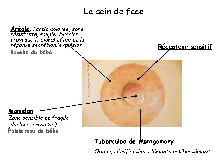 Le sein de face Aréole: Partie colorée, zone résistante, souple; Succion provoque le signal
