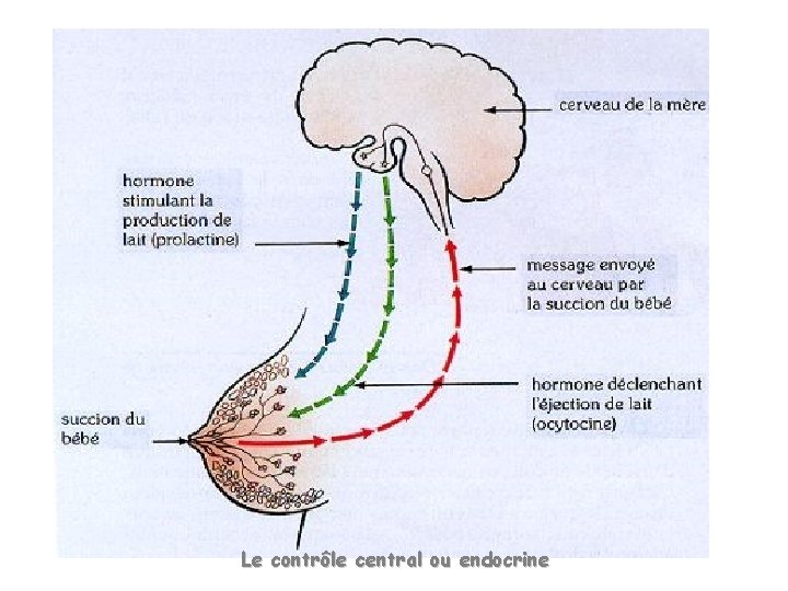 Le contrôle central ou endocrine 