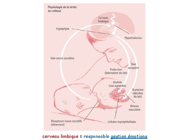 cerveau limbique = responsable gestion émotions 