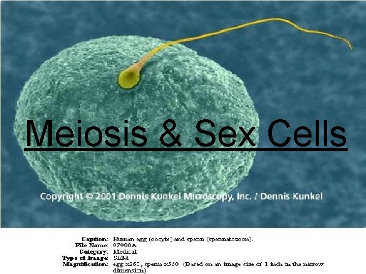 Meiosis & Sex Cells 
