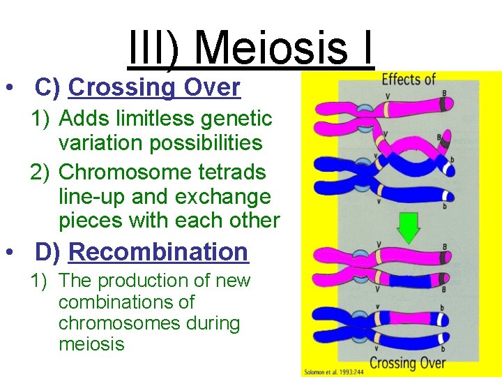 III) Meiosis I • C) Crossing Over 1) Adds limitless genetic variation possibilities 2)
