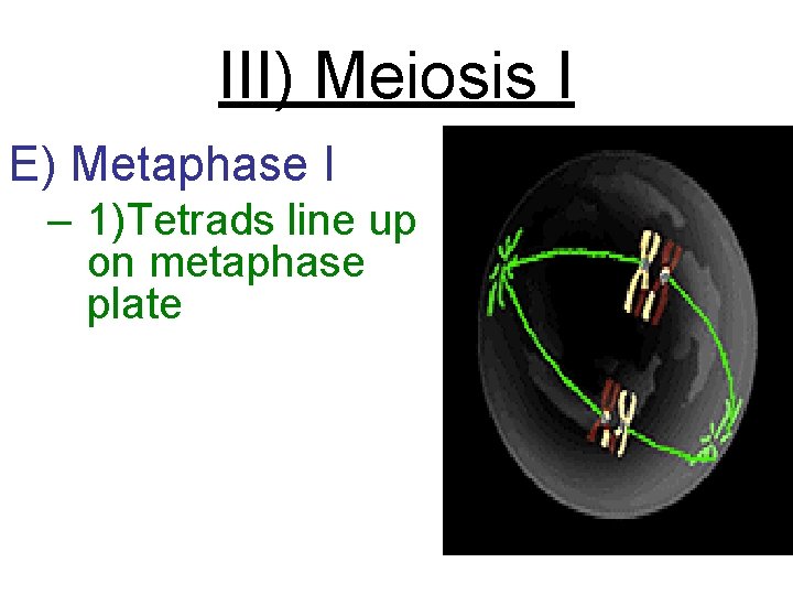 III) Meiosis I E) Metaphase I – 1)Tetrads line up on metaphase plate 