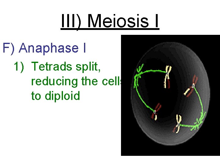 III) Meiosis I F) Anaphase I 1) Tetrads split, reducing the cells to diploid