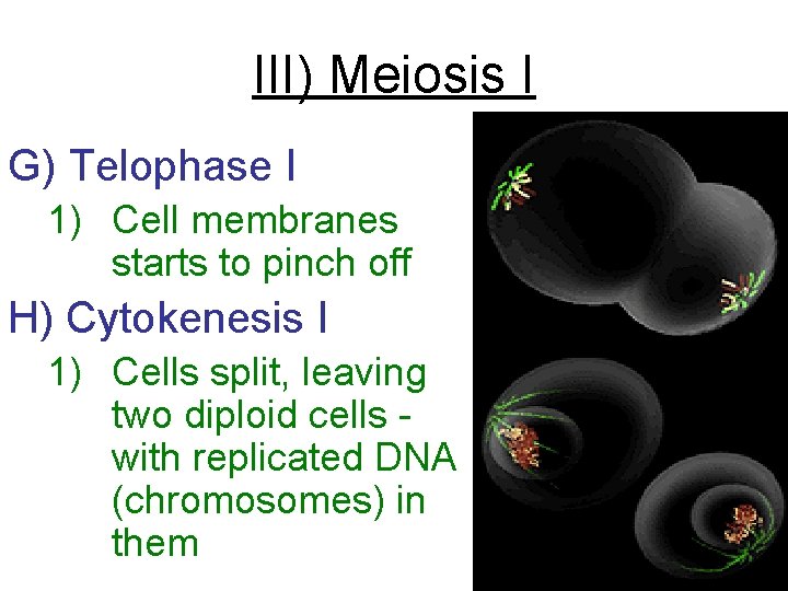 III) Meiosis I G) Telophase I 1) Cell membranes starts to pinch off H)
