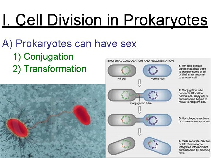 I. Cell Division in Prokaryotes A) Prokaryotes can have sex 1) Conjugation 2) Transformation