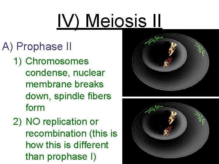 IV) Meiosis II A) Prophase II 1) Chromosomes condense, nuclear membrane breaks down, spindle
