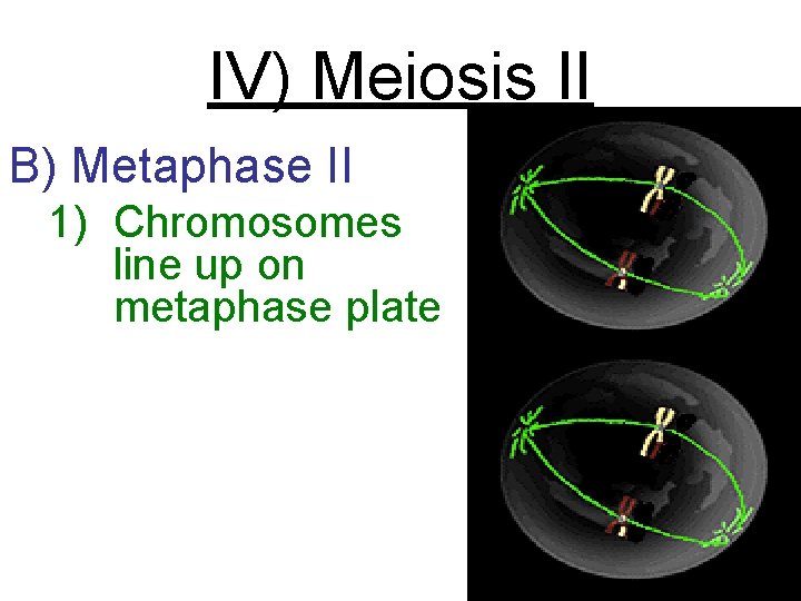 IV) Meiosis II B) Metaphase II 1) Chromosomes line up on metaphase plate 
